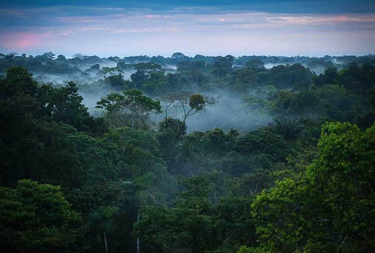 Know about the Amazon rainforest its really Amazing  