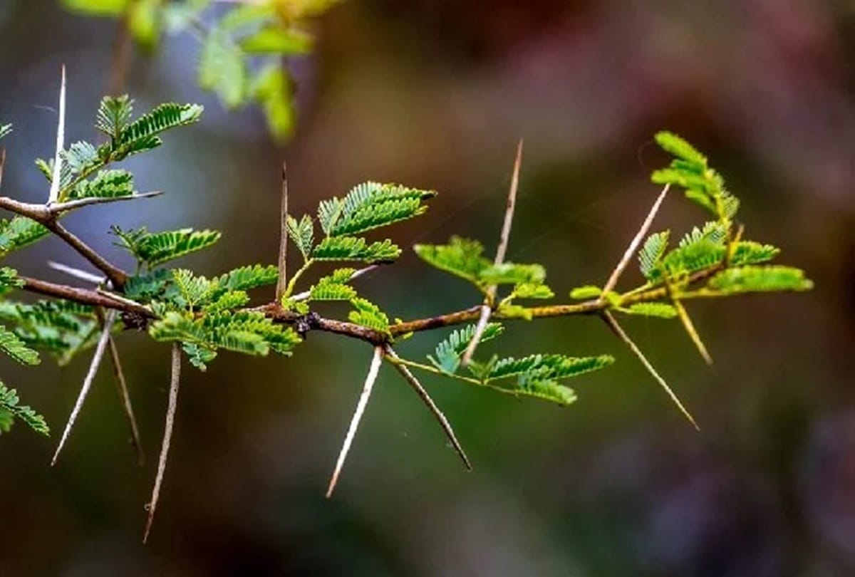 vastu tips avoid these plants keep at your home