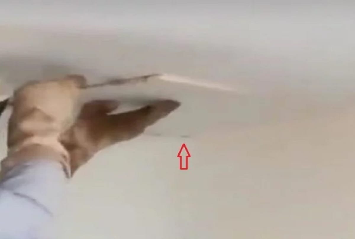 american Woman shocked after found thousands of bees in room ceiling
