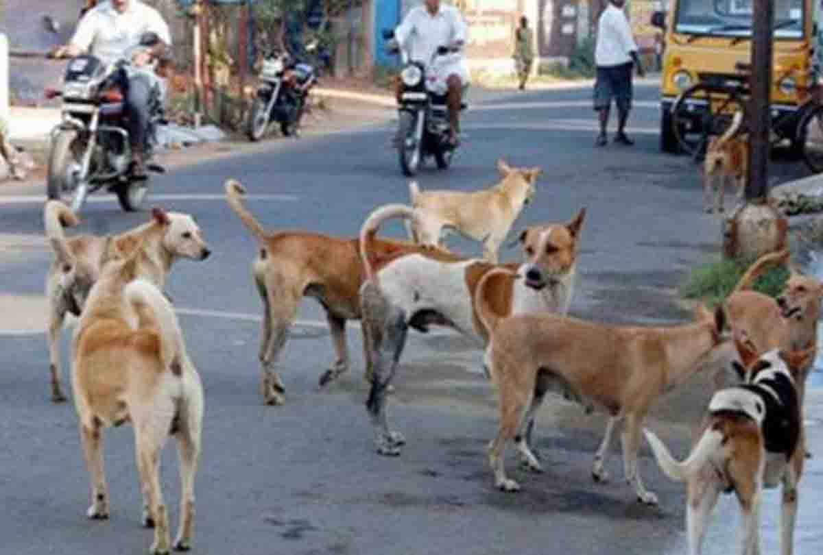 Street Dogs attacked on child in kanpur