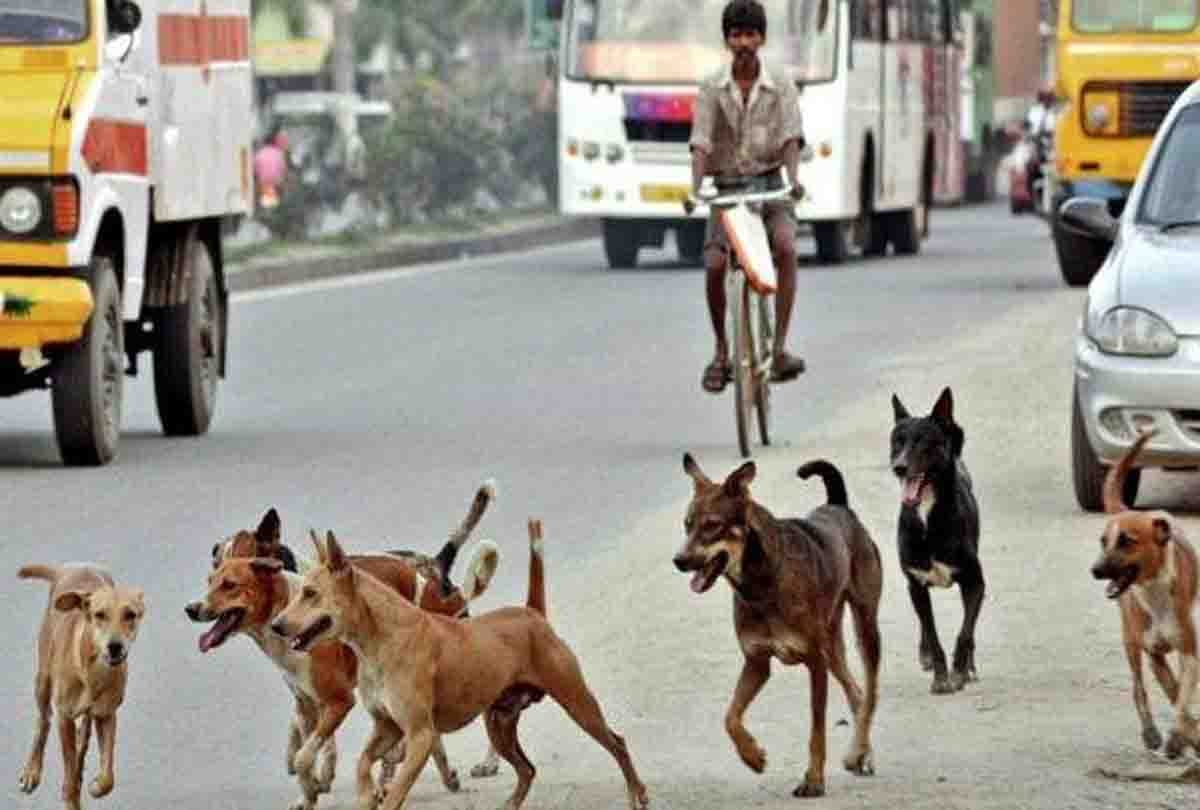 Street Dogs attacked on child in kanpur