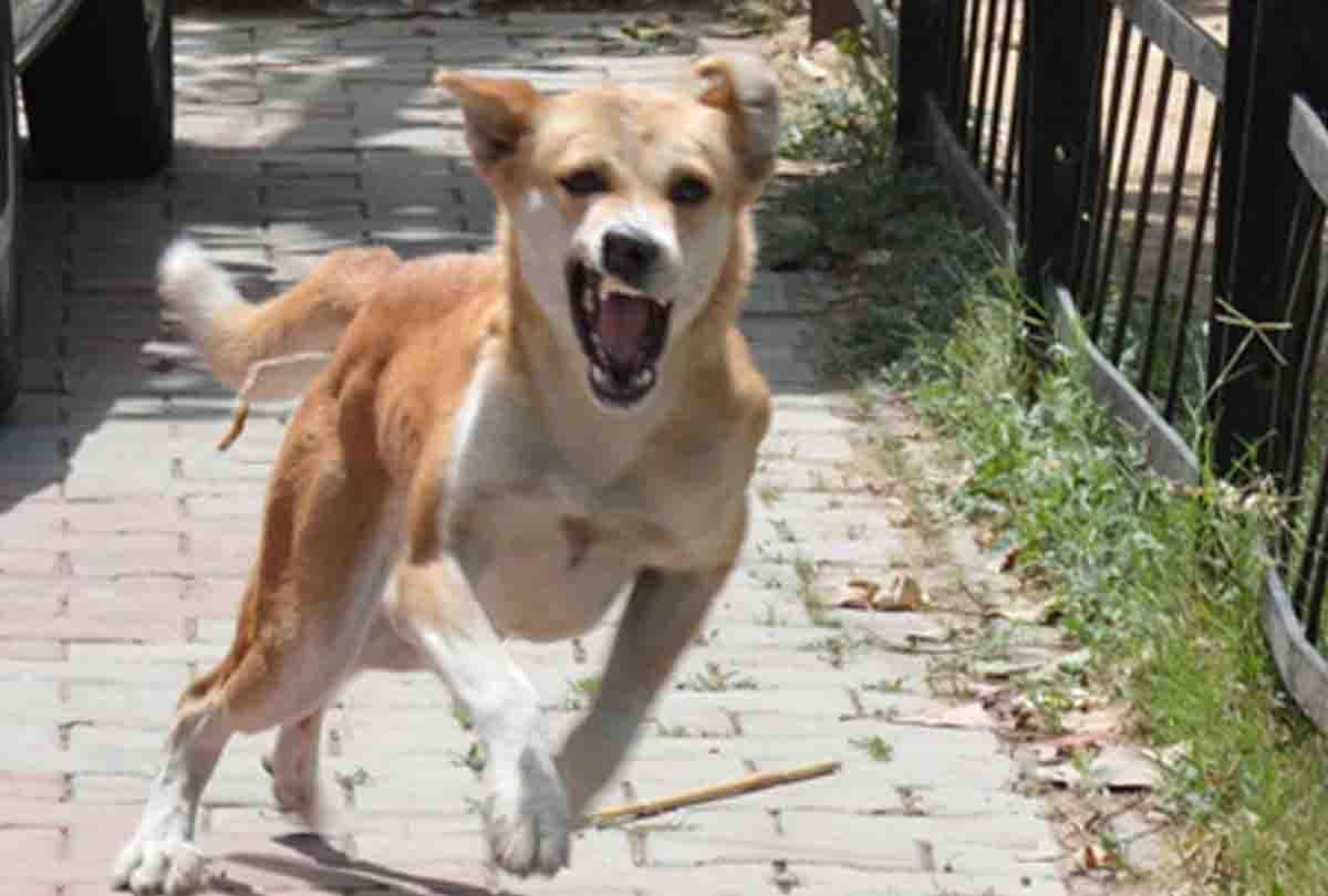 Street Dogs attacked over child in kanpur