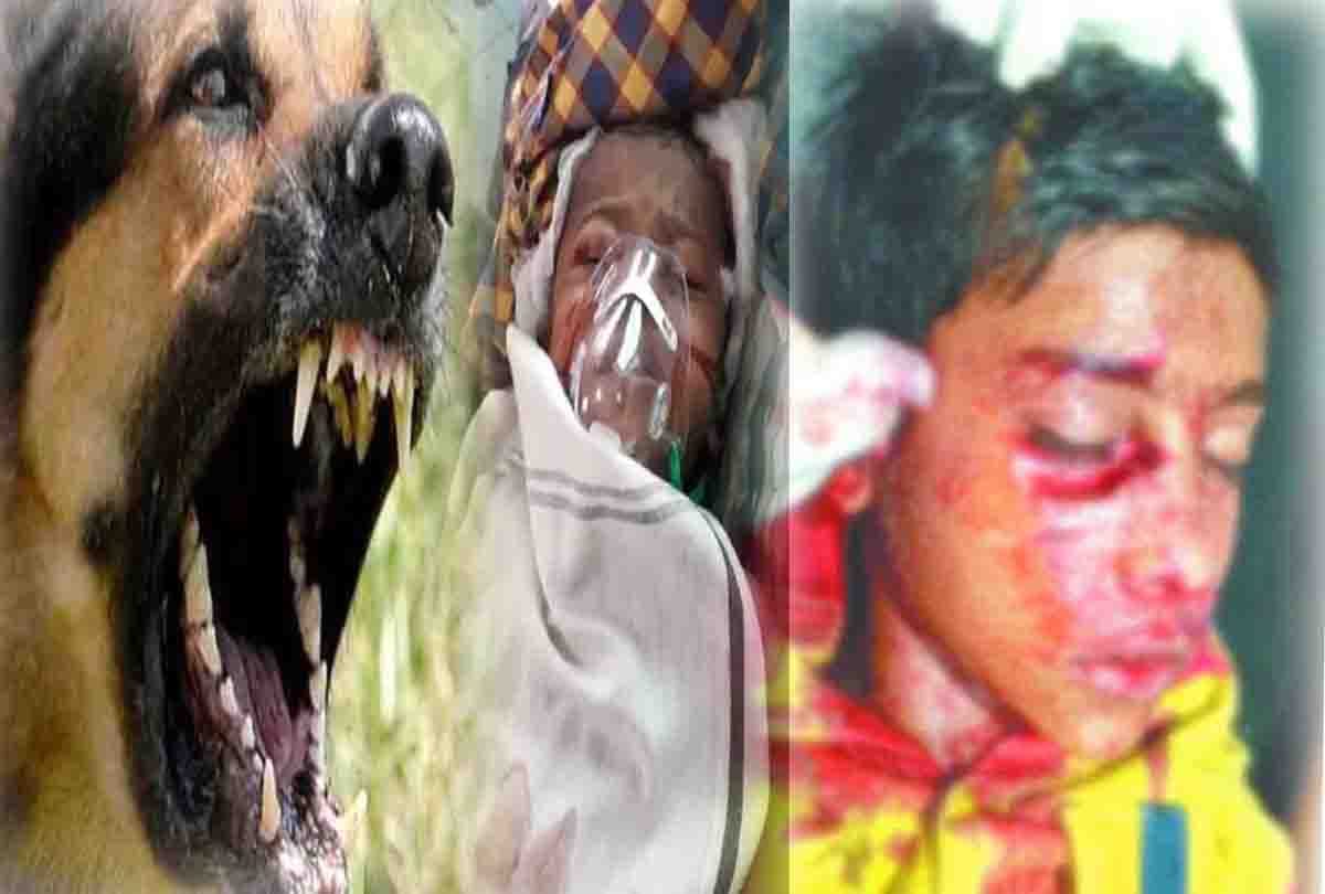 Street Dogs attacked on child in kanpur