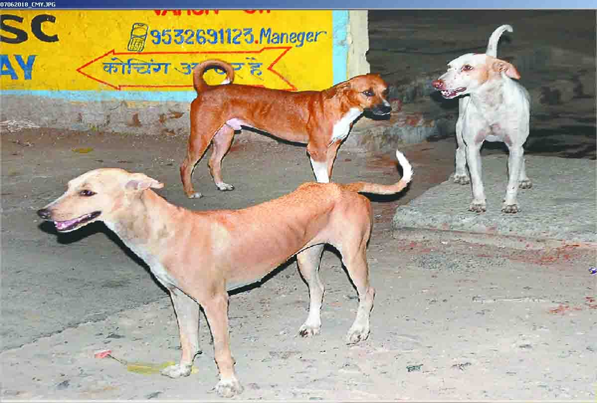 Nine year old innocent girl injured by dog attack in Rajgarh