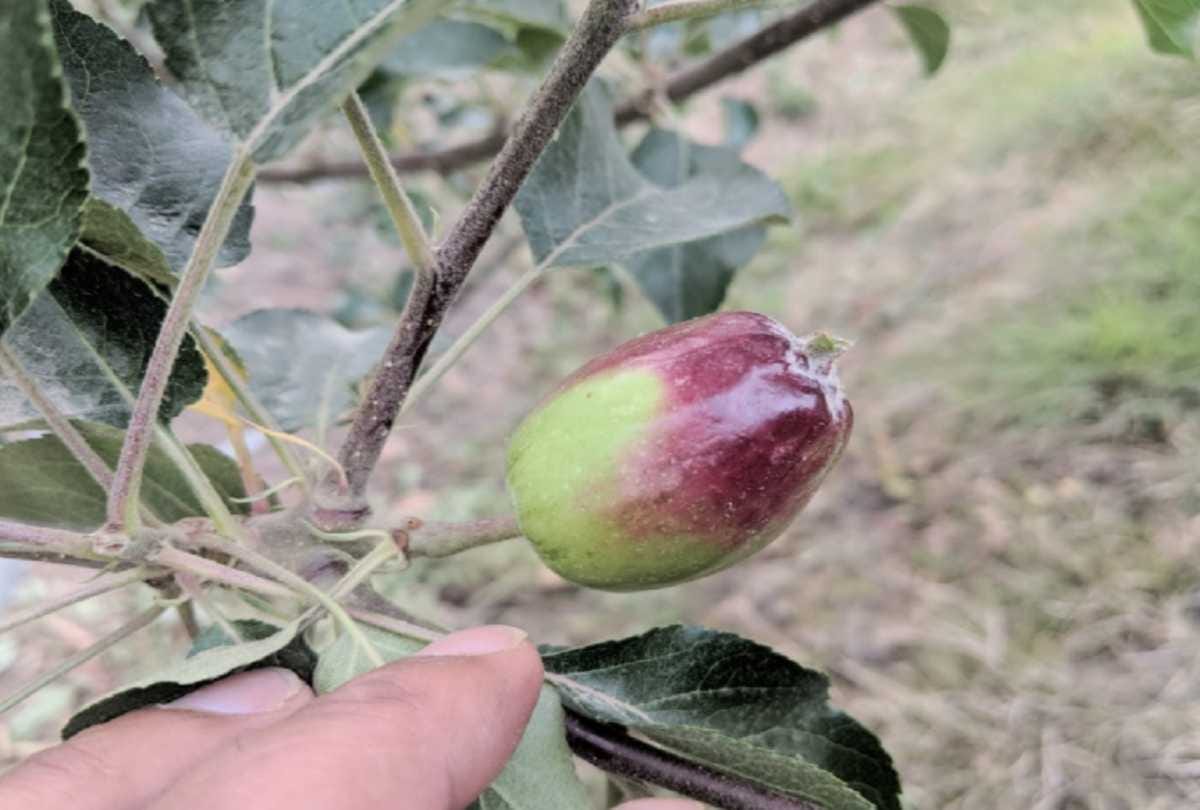 gardeners of himachal betrayed in the name of 'Modi apple'