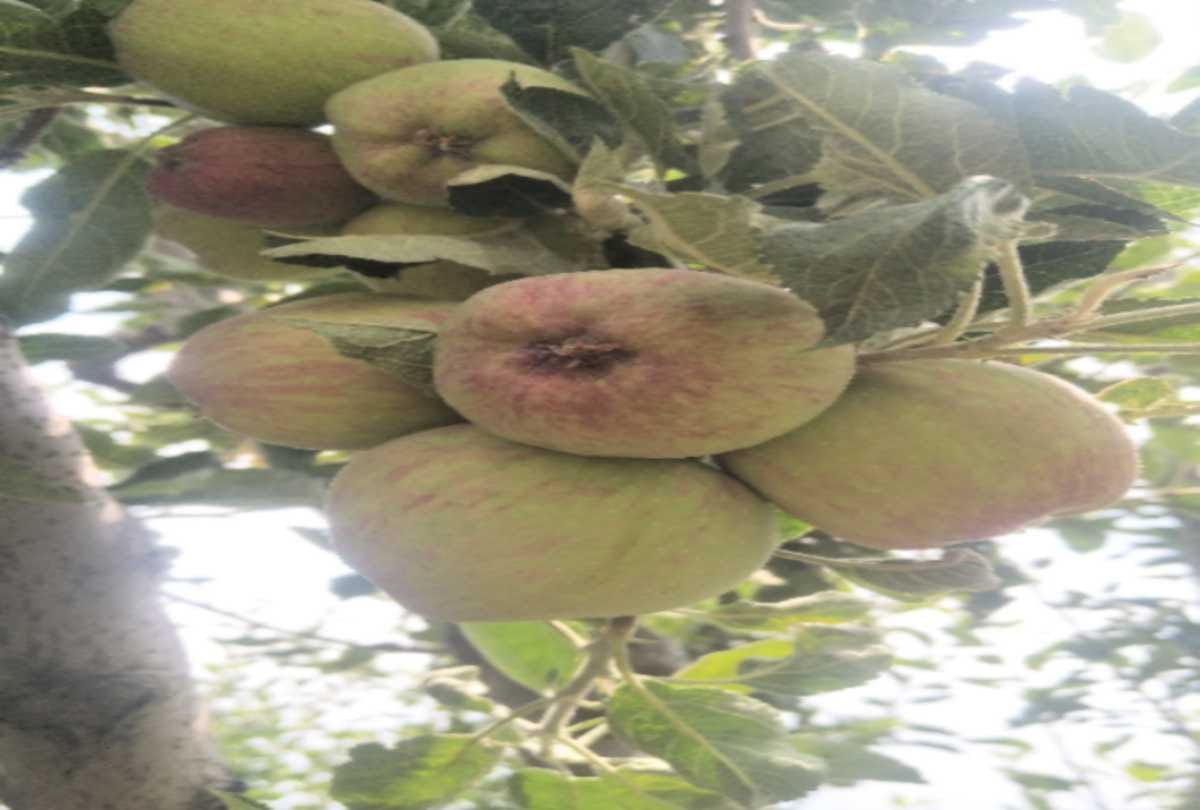 gardeners of himachal betrayed in the name of 'Modi apple'