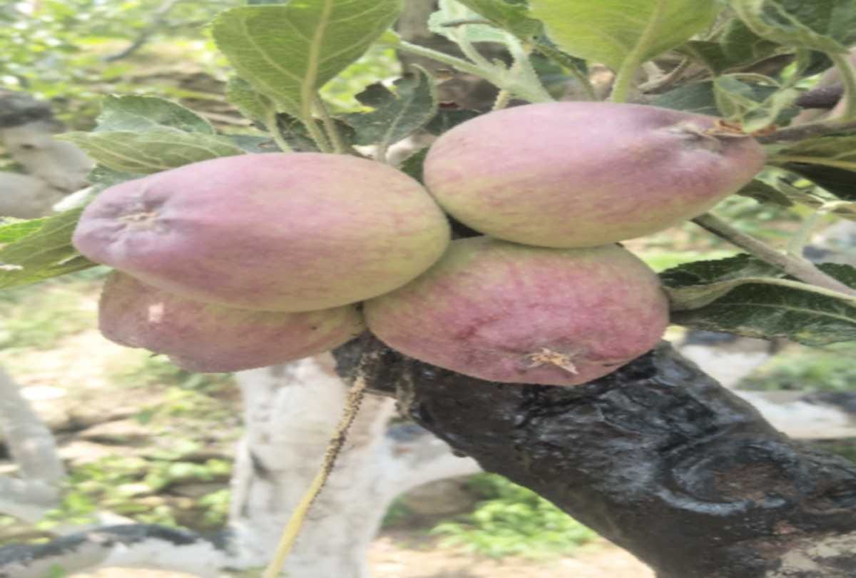 gardeners of himachal betrayed in the name of 'Modi apple'