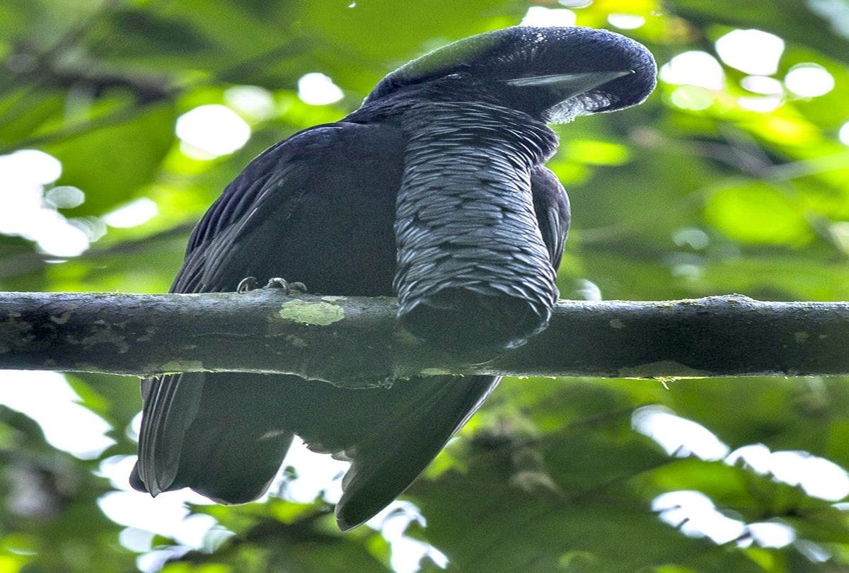 Know about the Amazon rainforest its really Amazing  