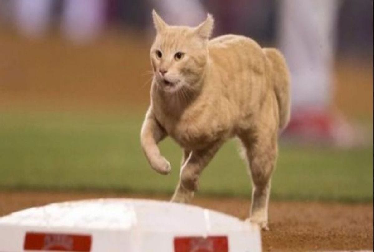 Football team fined Twenty seven lakh rupees due to cat disrupts match