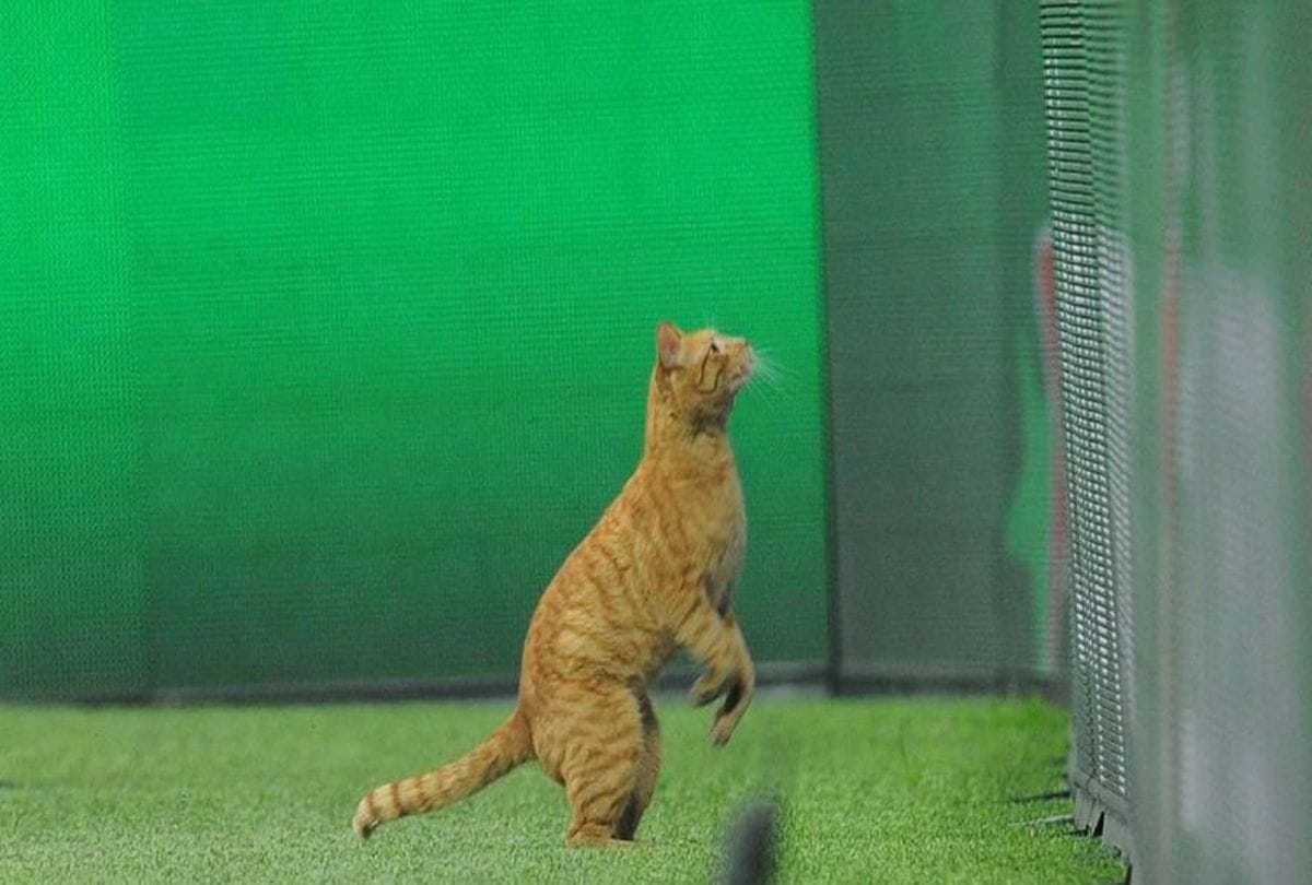 Football team fined Twenty seven lakh rupees due to cat disrupts match