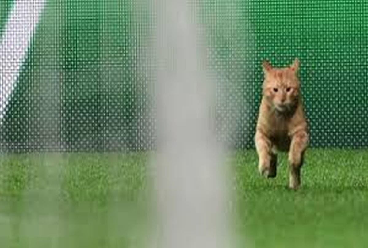 Football team fined Twenty seven lakh rupees due to cat disrupts match