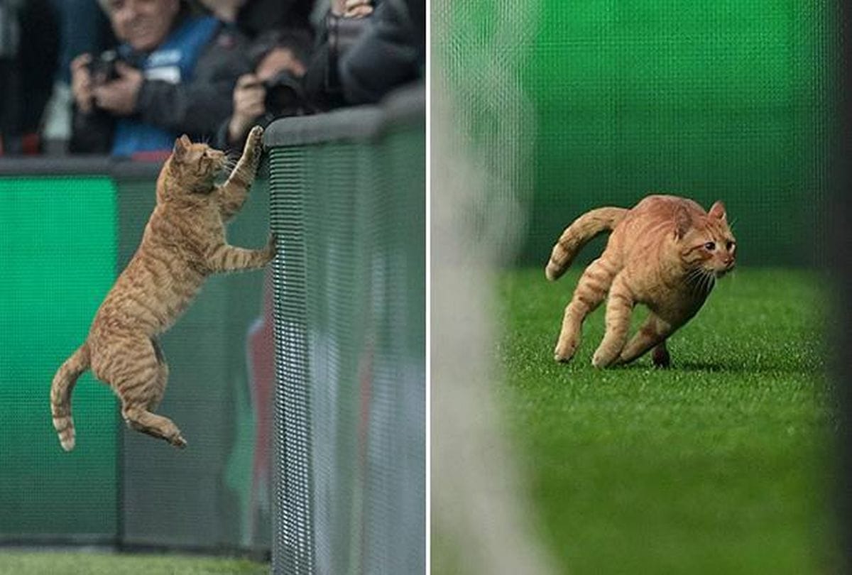 Football team fined Twenty seven lakh rupees due to cat disrupts match
