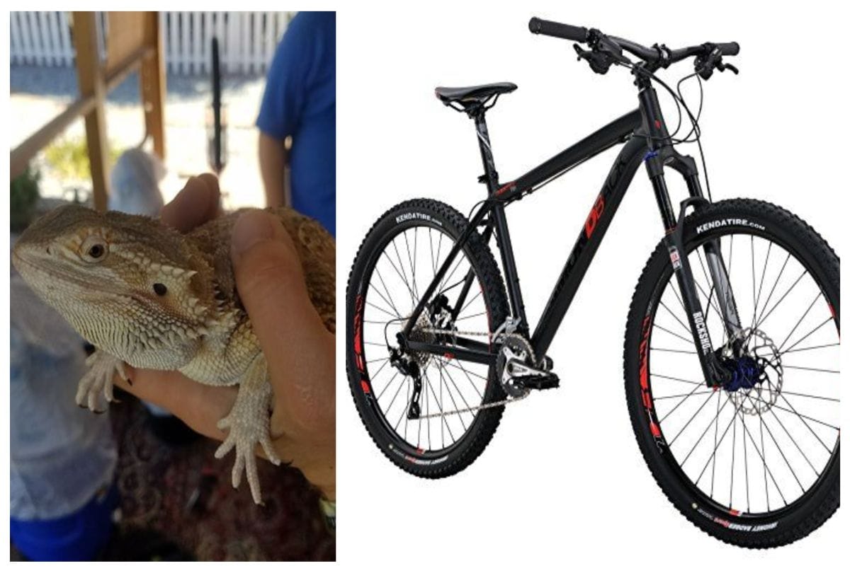 A Couple ordered bicycle online but find dragon in the parcel