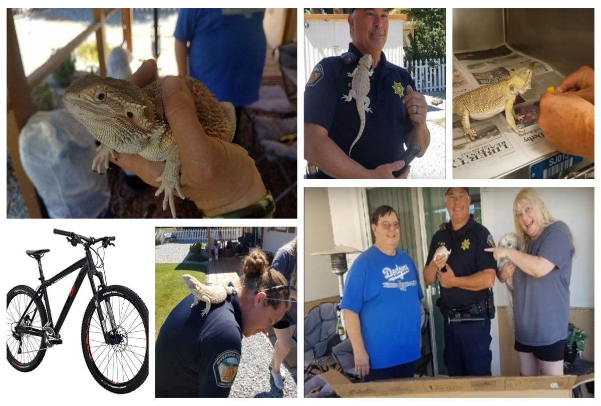 A Couple ordered bicycle online but find dragon in the parcel