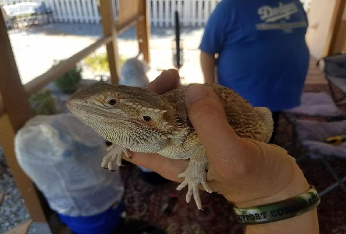 A Couple ordered bicycle online but find dragon in the parcel