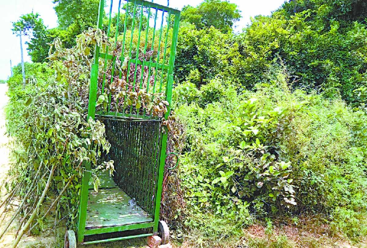 The goat tied in the cage eaten by leopard in sitapur