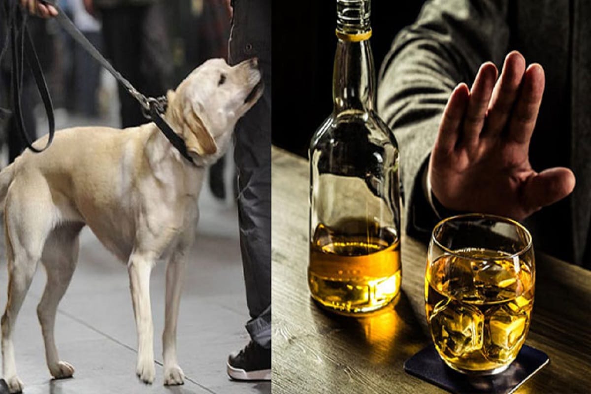 Bihar: sniffer dogs will help nitish kumar liquor ban mission
