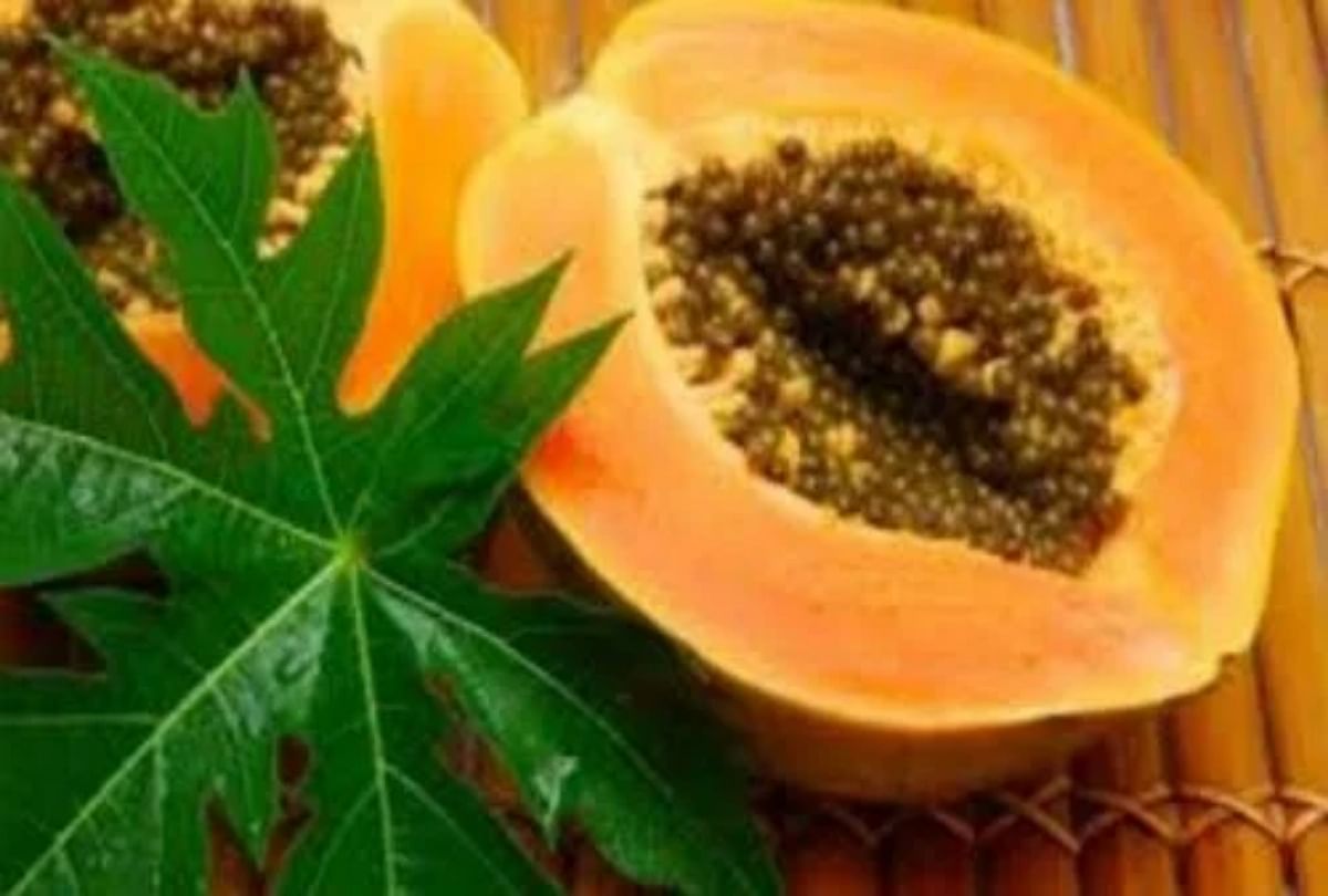 Papaya leaf 2025 benefits in hindi