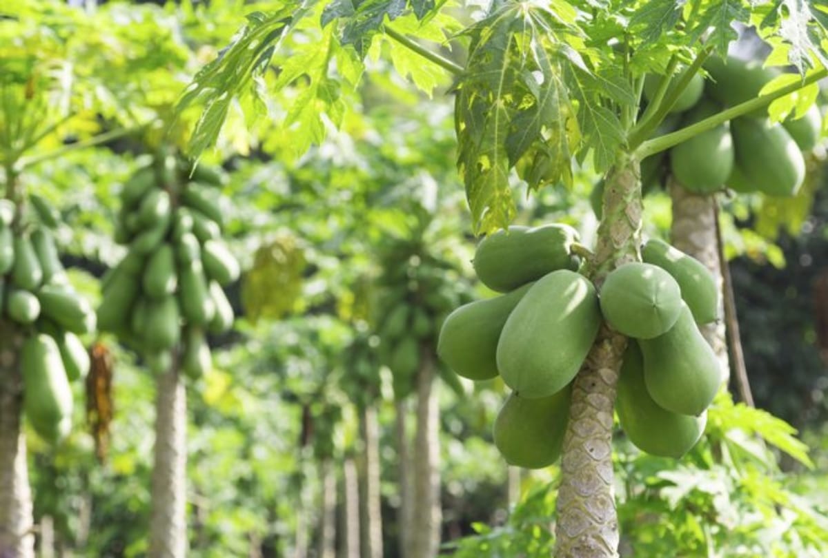 Farmers will become rich by Commercial farming with modern technology and papaya farming 