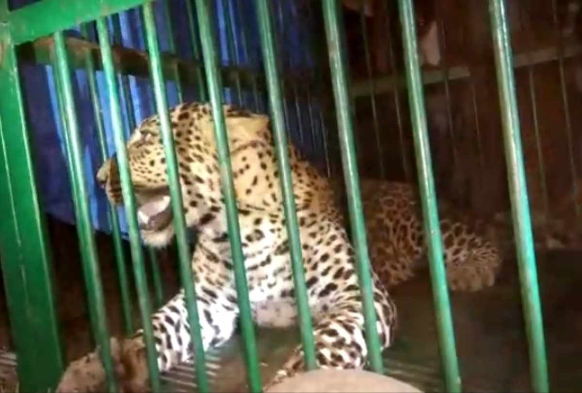 leopard Trapped in cage due to dog