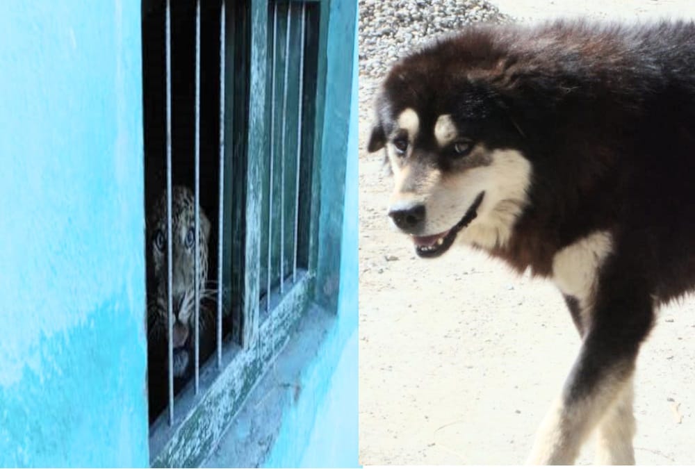 Dog and leopard locked together in room shocking story