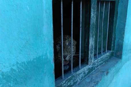 Dog and leopard locked together in room shocking story
