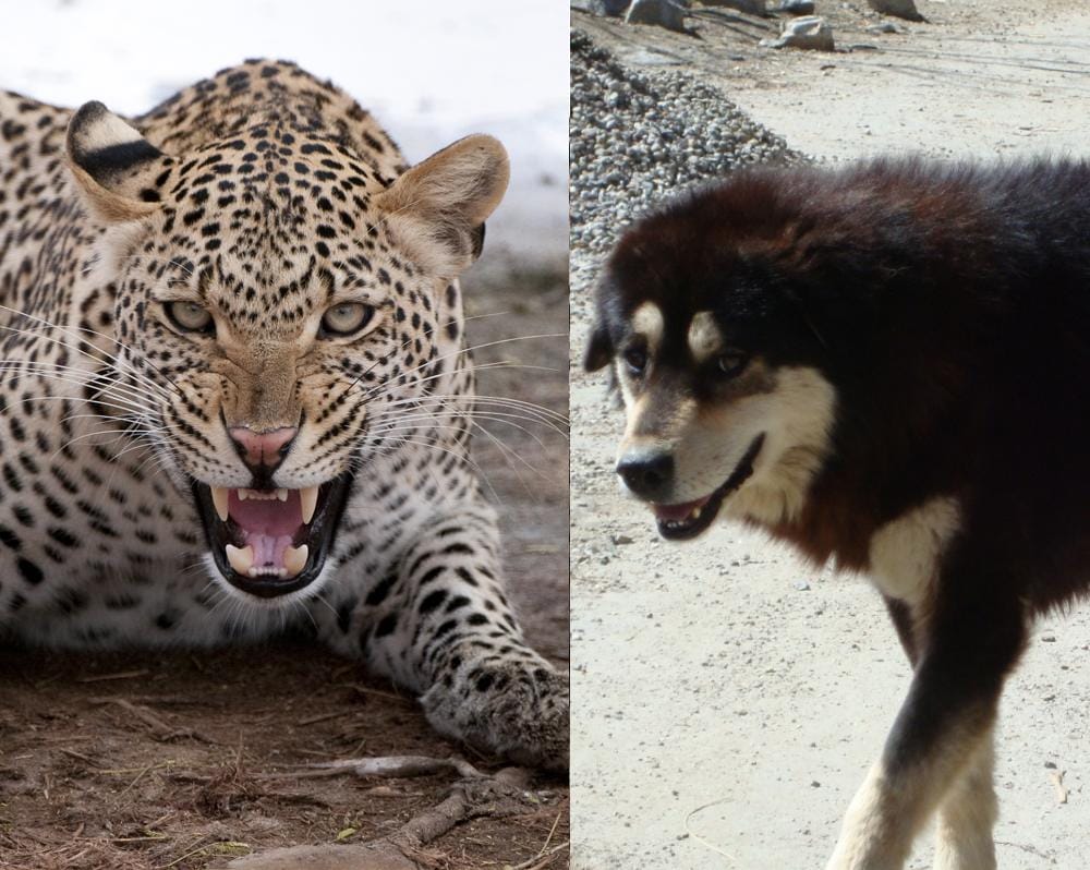 Dog and leopard locked together in room shocking story