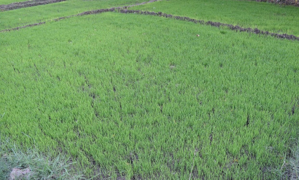 Khaira farmers will soon get irrigation facility
