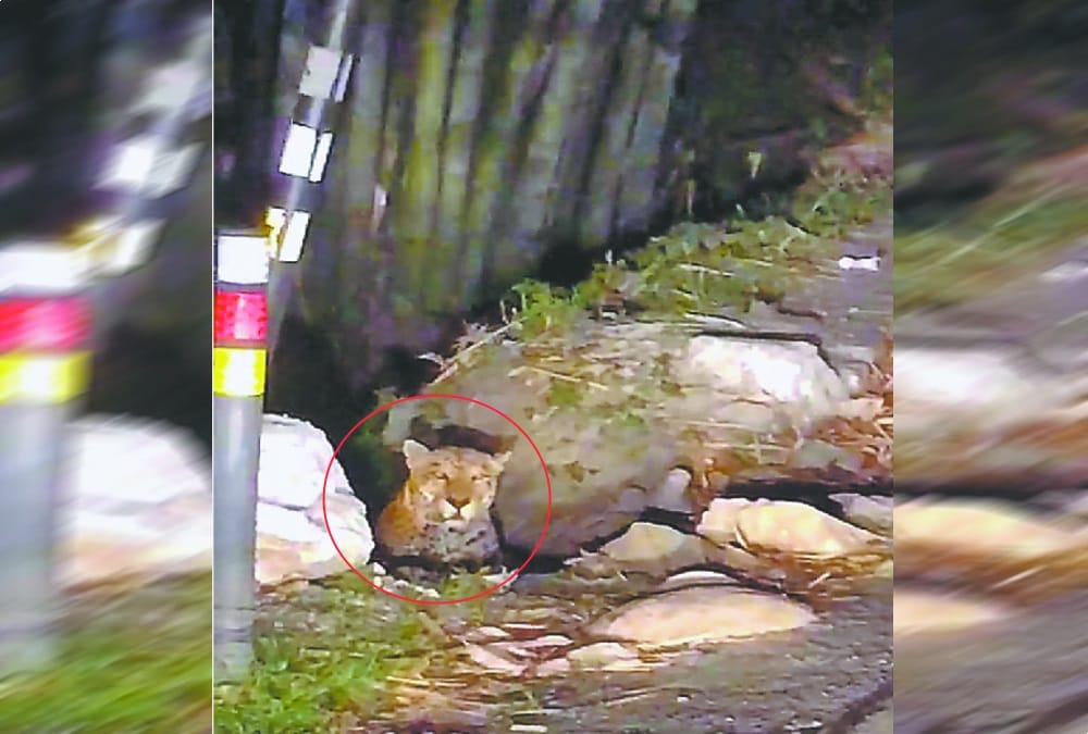 Leopard on road captured in camera