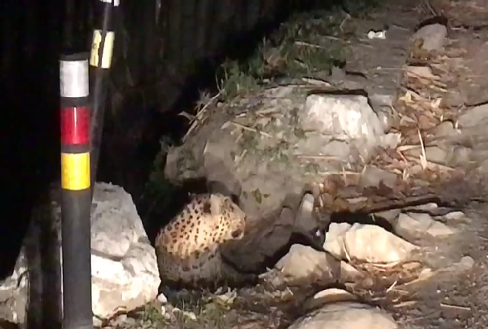 Leopard on road captured in camera