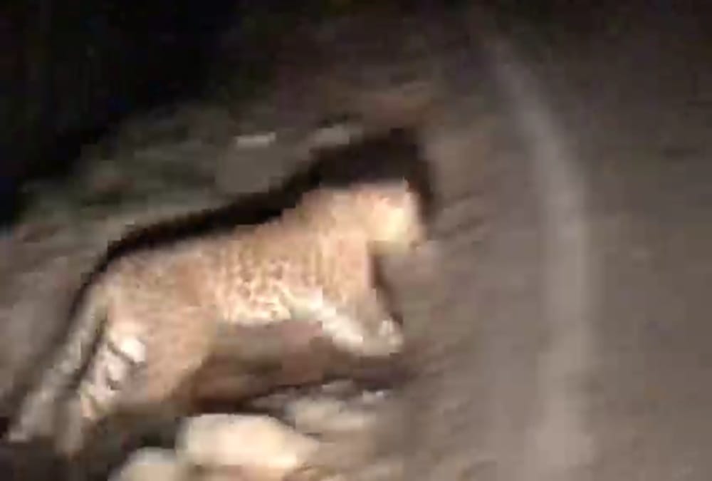 Leopard on road captured in camera