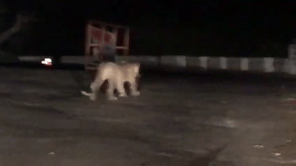 Leopard on road captured in camera