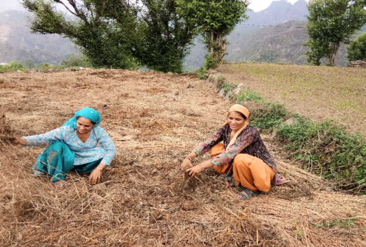Binga village of mandi himachal become 100 percent Organic