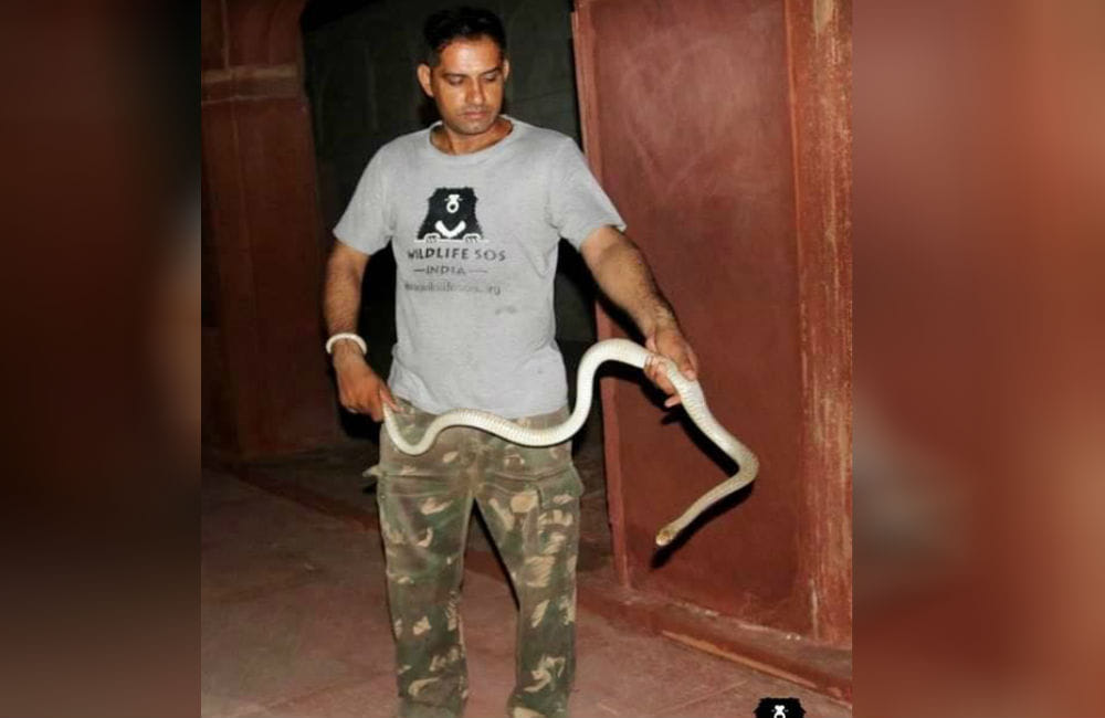  snake in Agra Fort