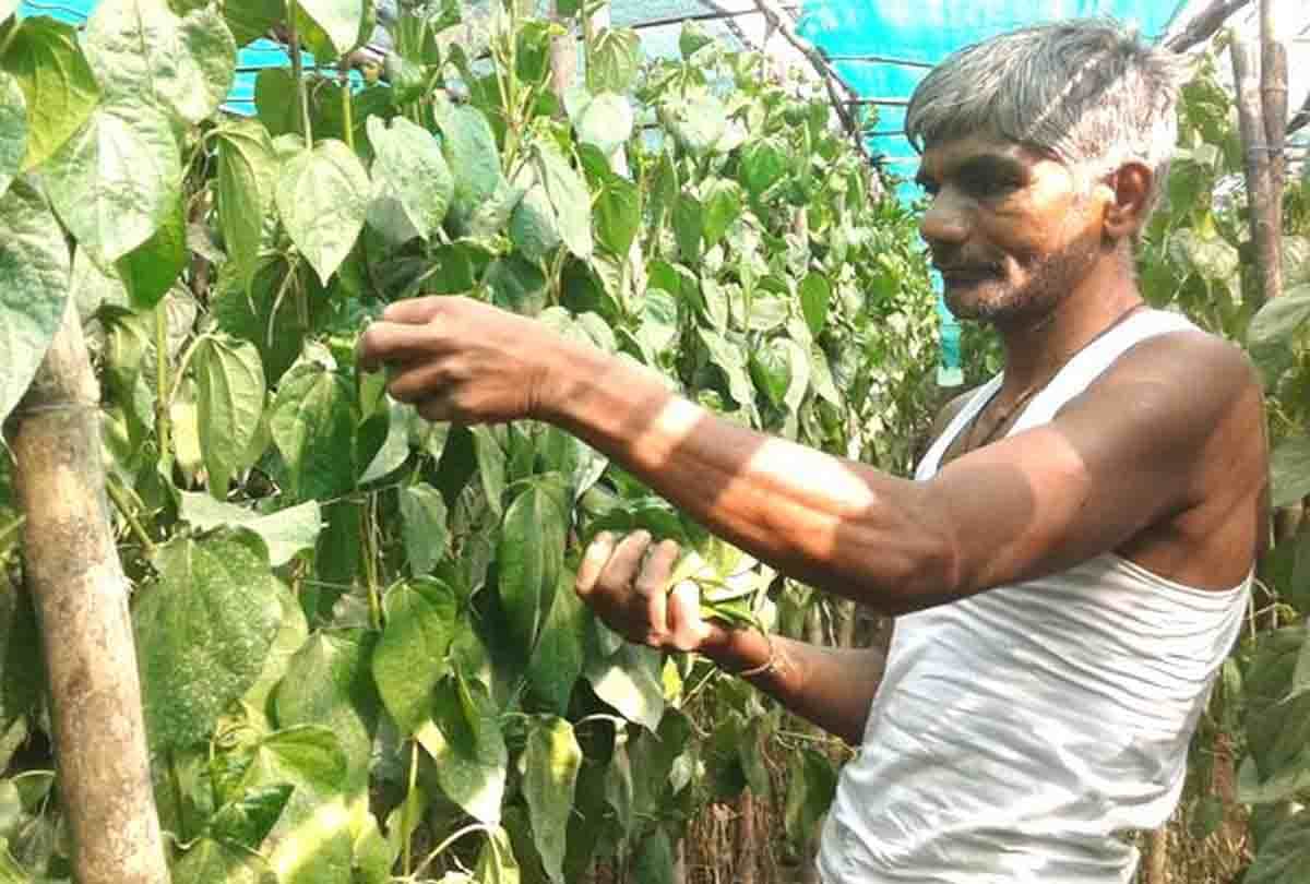 Mahoba Pan Crop effected by heat