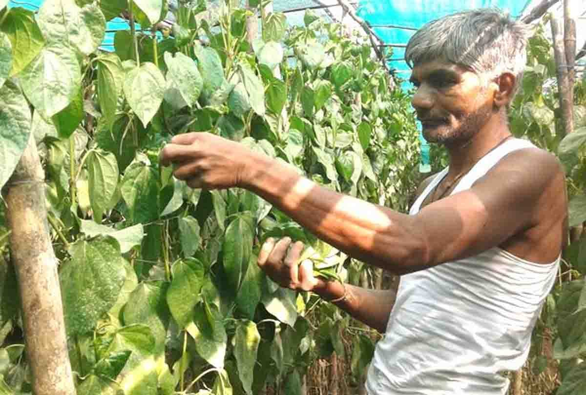Mahoba Pan Crop effected by heat
