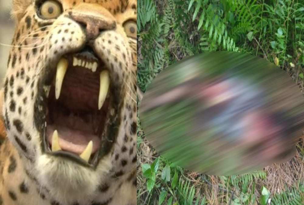 Leopard killed seven year old child in Almora forest 
