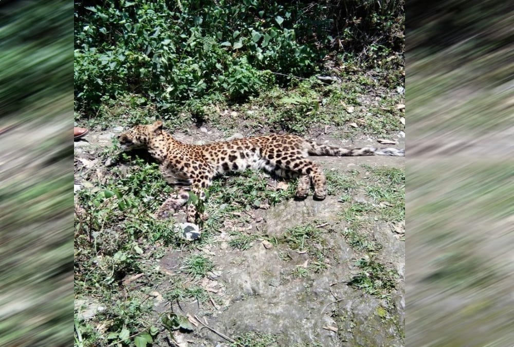 Villager killed leopard after attack on women in srinagar