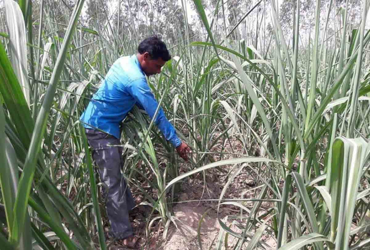 Girl murder after rape in Hardoi