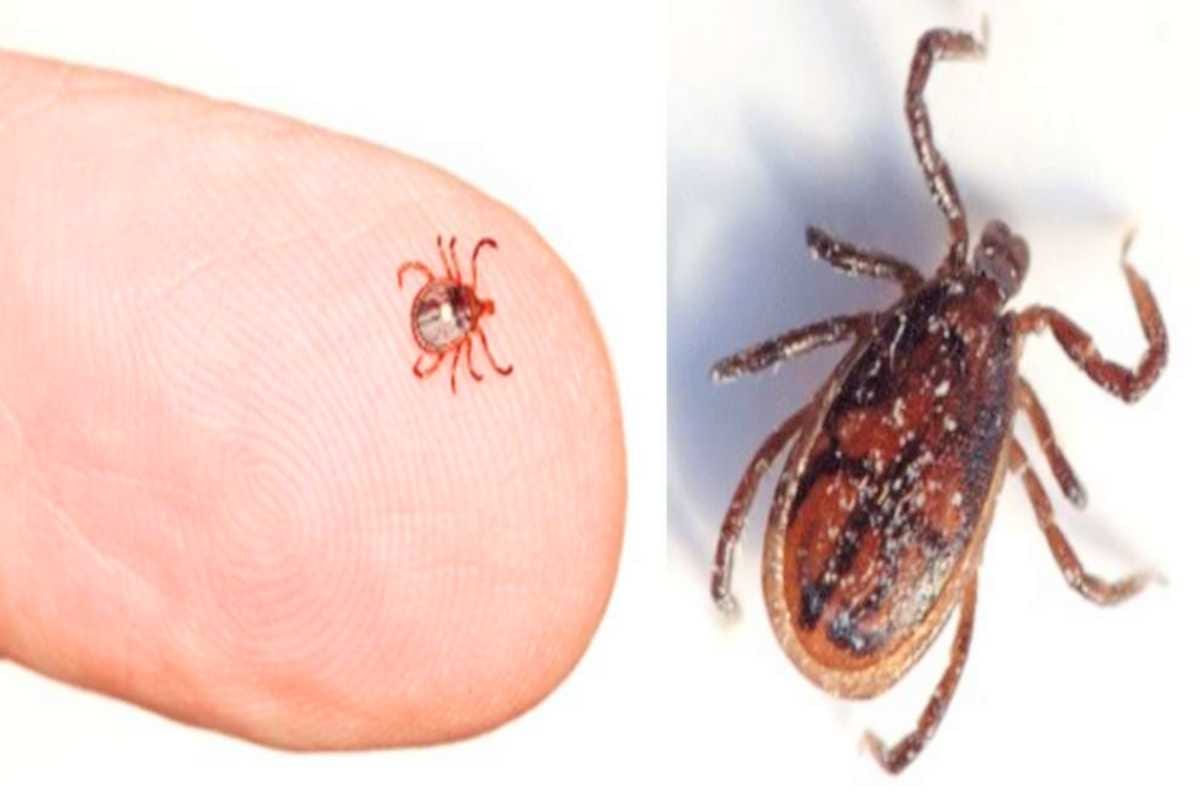 Advisory issued regarding scrab typhus and dengue in Himachal