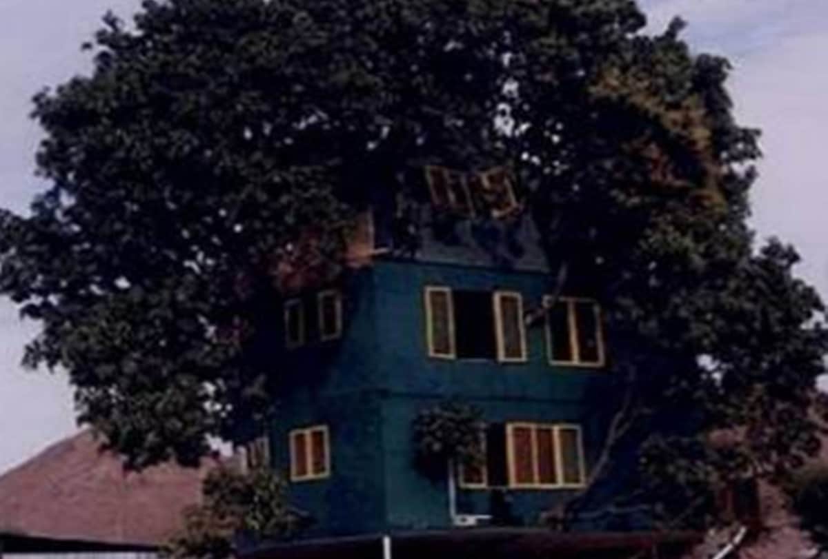 A mango tree is the abode of an IIT graduate for past 18 years