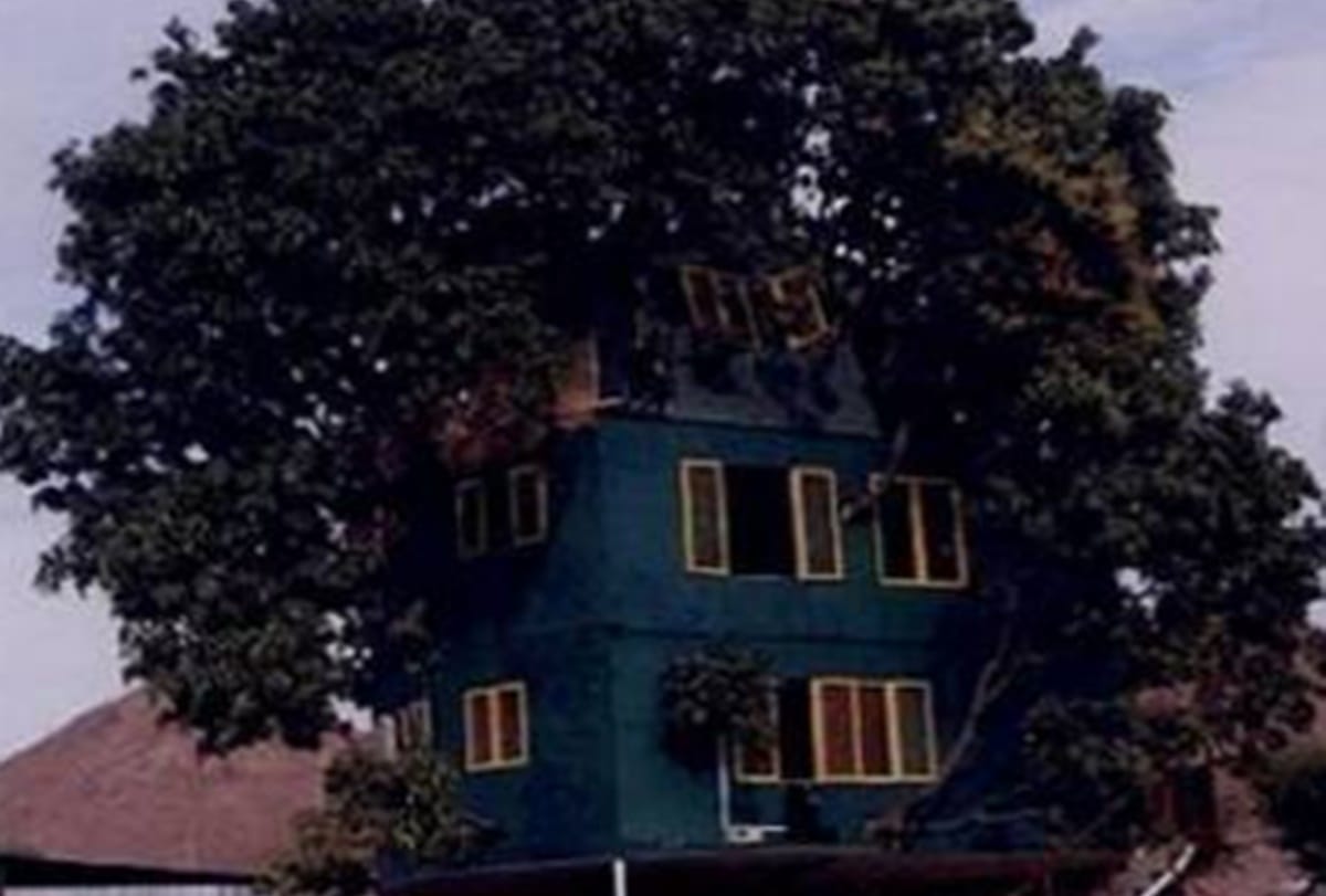 A mango tree is the abode of an IIT graduate for past 18 years