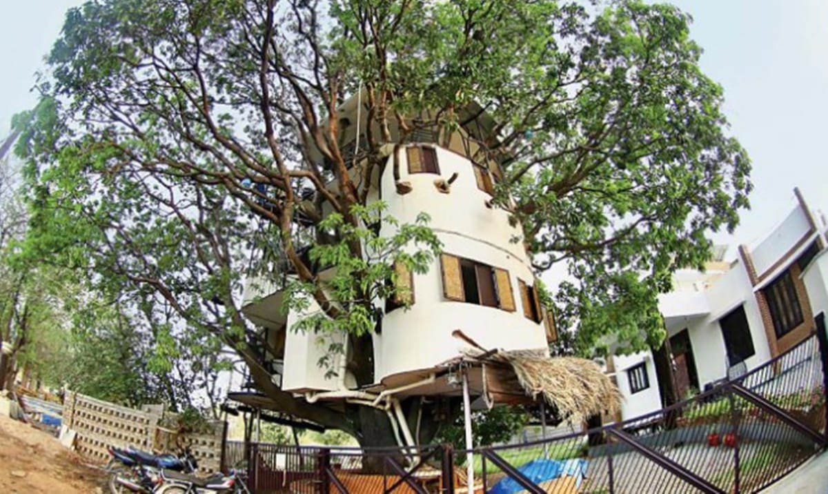 A mango tree is the abode of an IIT graduate for past 18 years