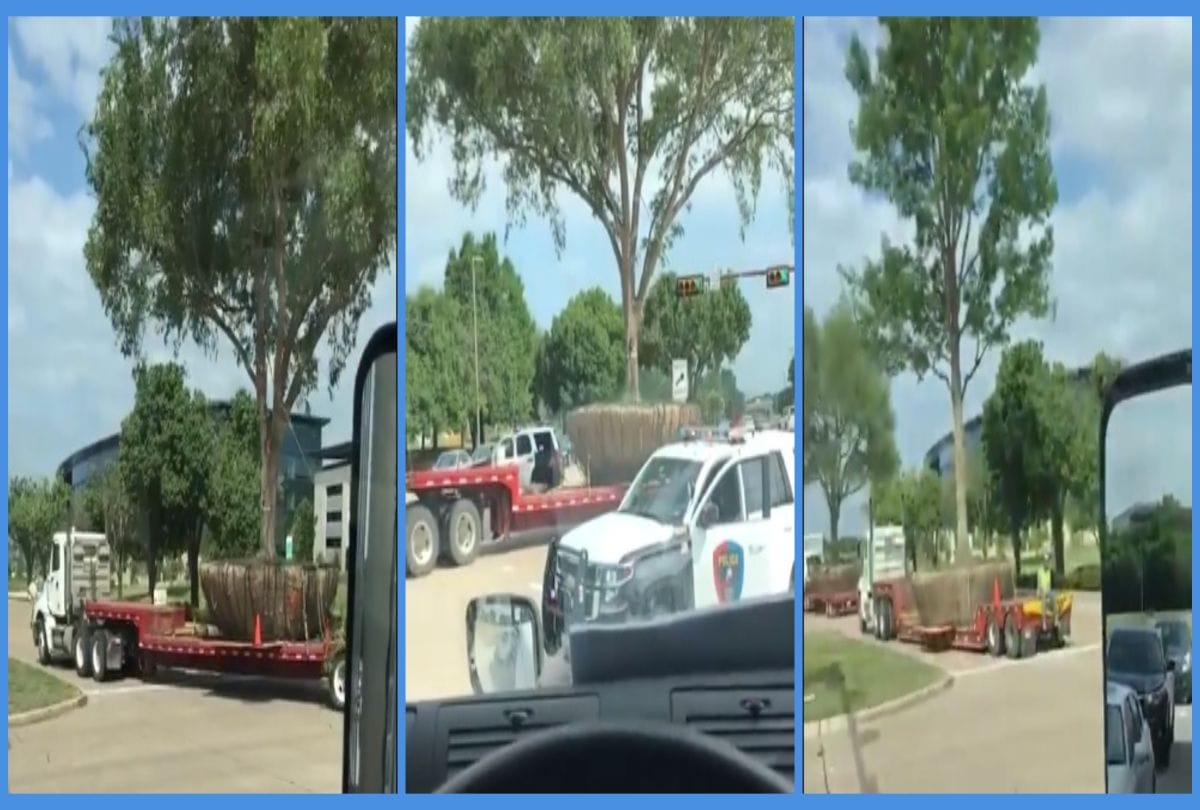 Video being Viral on social media of trees Transfer 