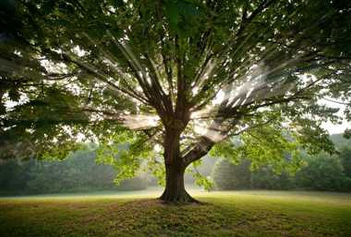 Video being Viral on social media of trees Transfer 