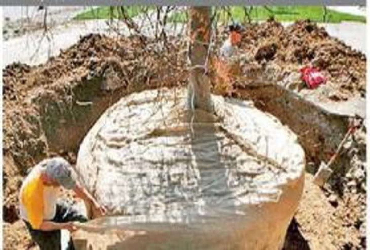 Video being Viral on social media of trees Transfer 