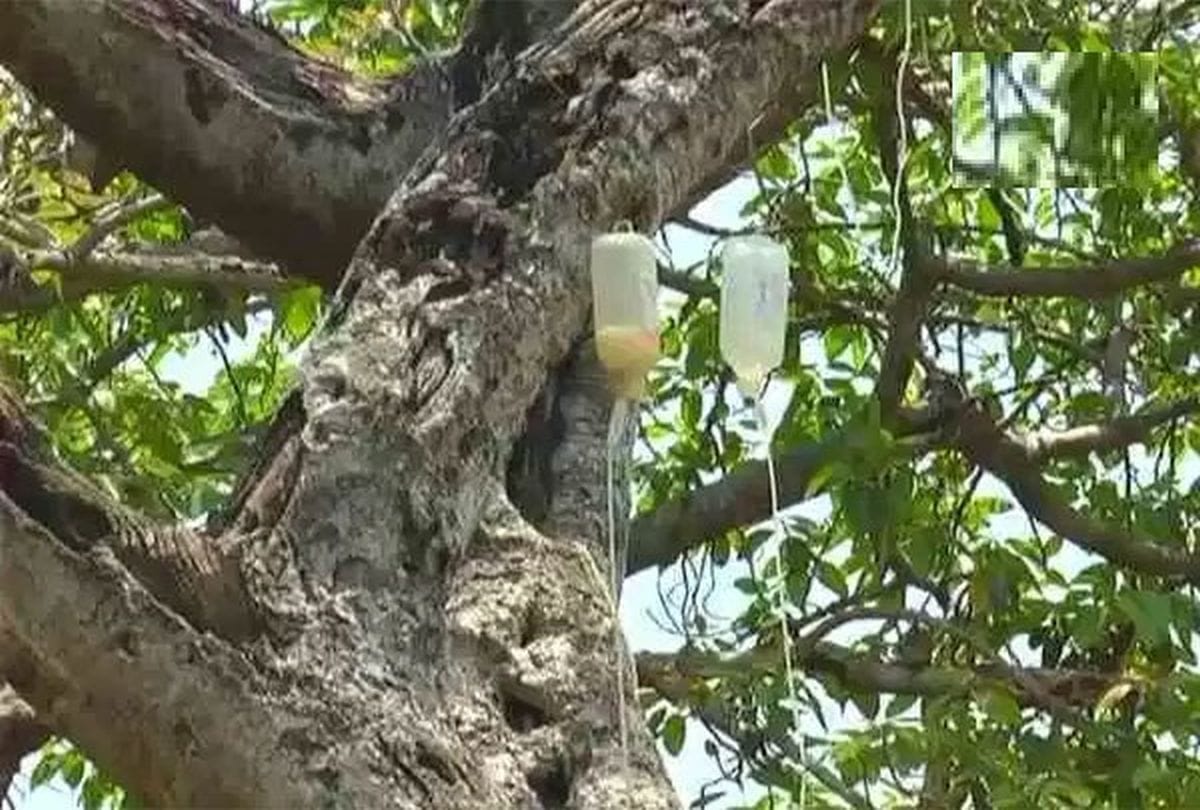 This Tree is undergoing treatment like human 