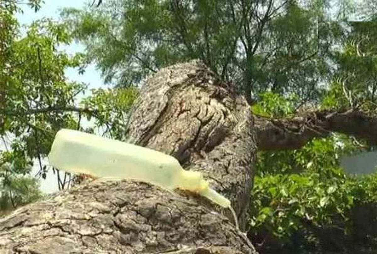 This Tree is undergoing treatment like human 