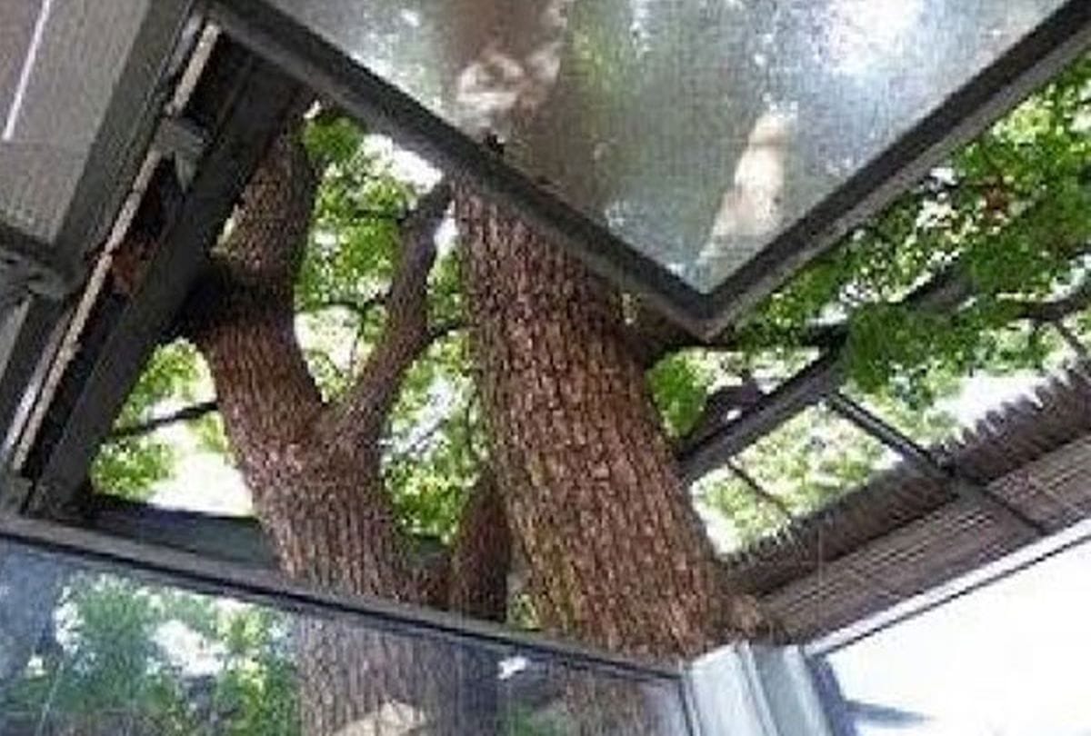 This Tree is undergoing treatment like human 