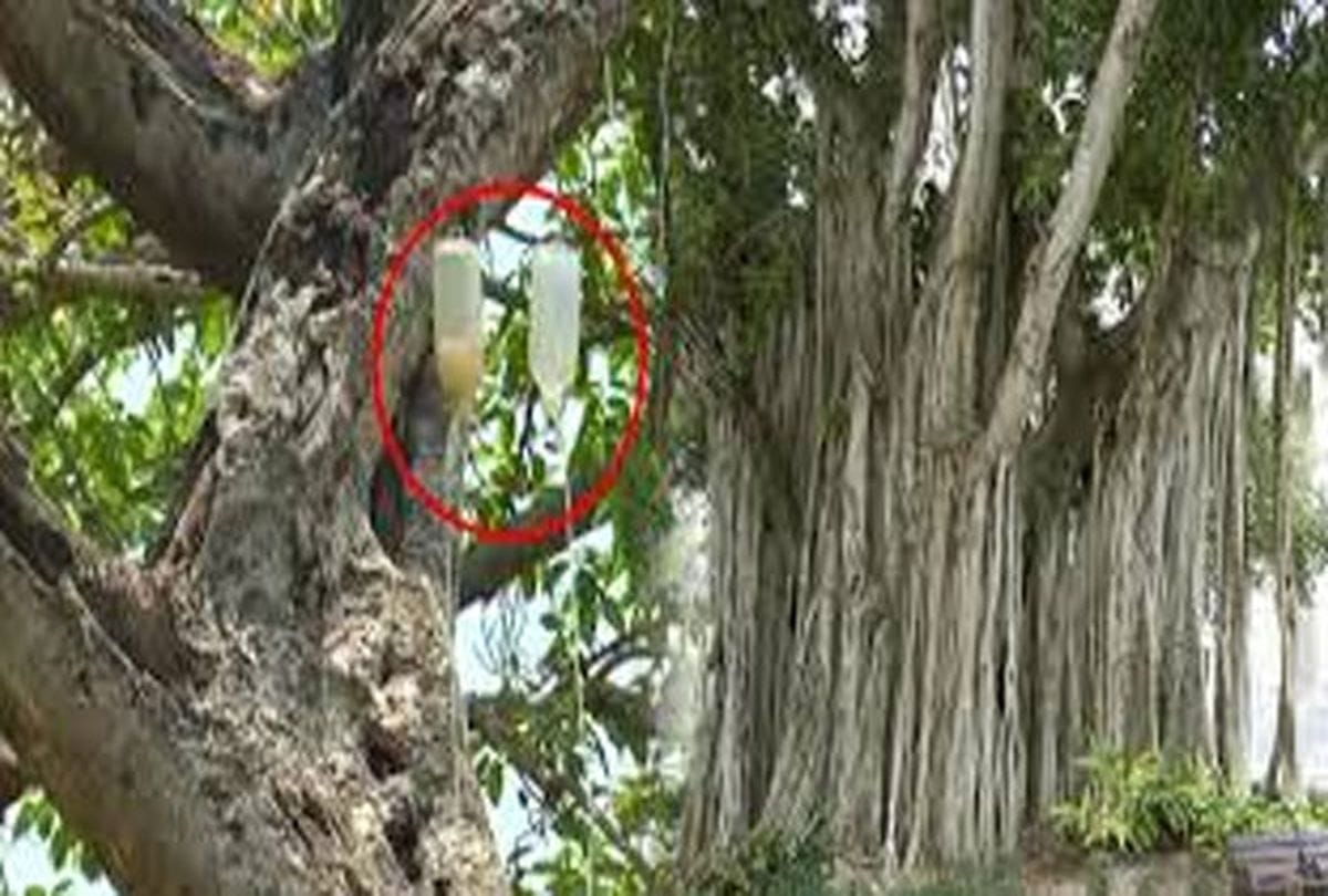 This Tree is undergoing treatment like human 